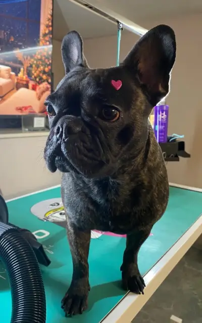 Ted Pet Grooming - гр. Карлово Груминг услуги
