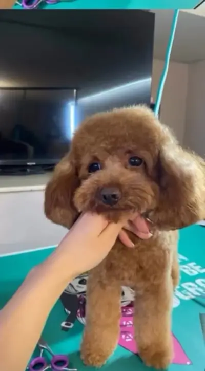 Ted Pet Grooming - гр. Карлово Груминг услуги