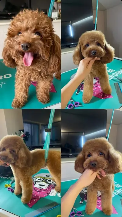 Ted Pet Grooming - гр. Карлово Груминг услуги