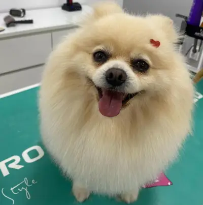 Ted Pet Grooming - гр. Карлово Груминг услуги