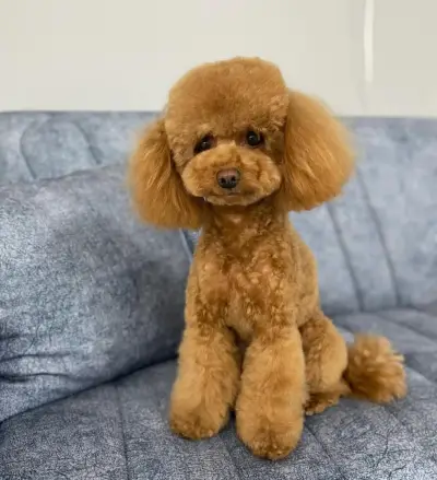 Ted Pet Grooming - гр. Карлово Груминг услуги