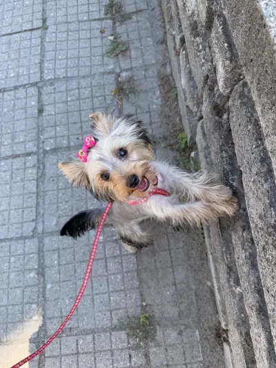 Vani Pet Spa Grooming Karlovo Груминг Карлово - салон за домашни любимци