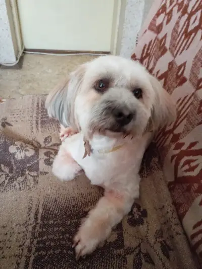 Vani Pet Spa Grooming Karlovo Груминг Карлово - салон за домашни любимци