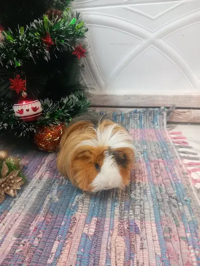 Vani Pet Spa Grooming Karlovo Груминг Карлово - салон за домашни любимци