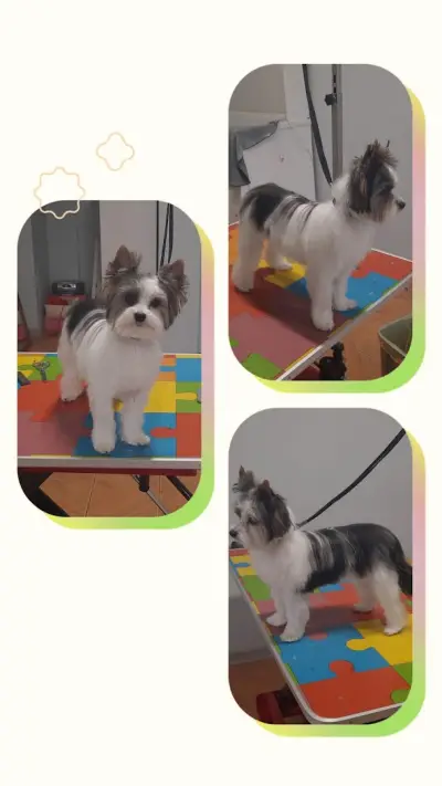 Груминг салон