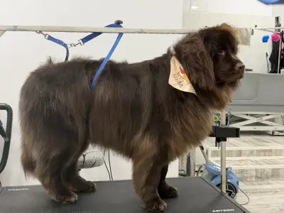 Happy Pet Spa & Grooming