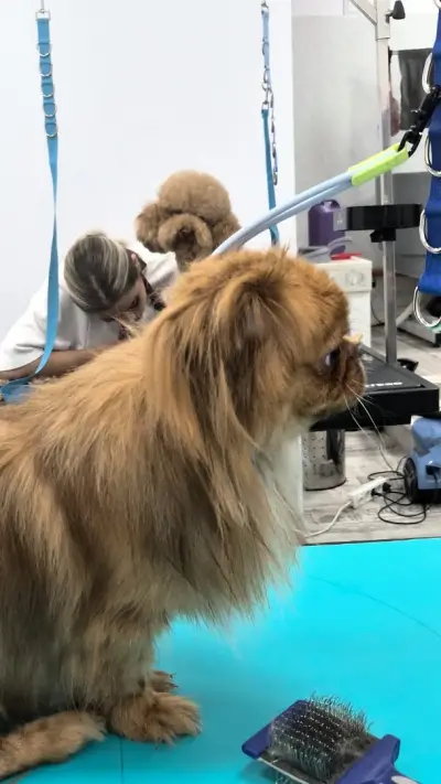 Happy Pet Spa & Grooming