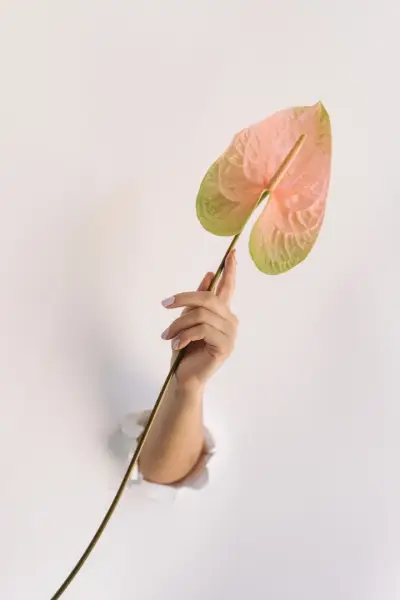 Mireya Fleur Boutique - Луксозни Букети