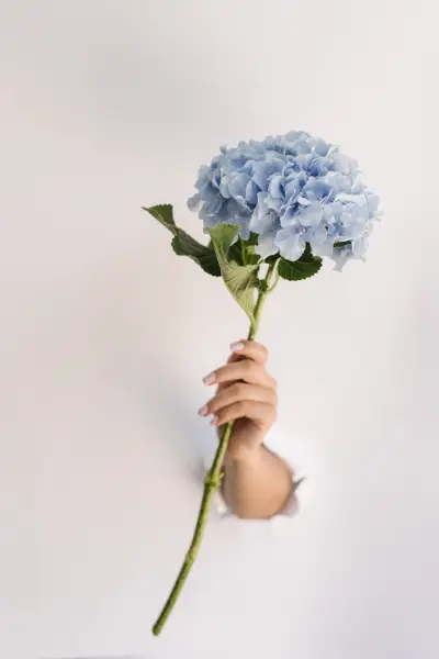 Mireya Fleur Boutique - Луксозни Букети
