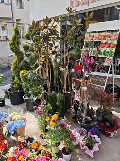 Далия Къщата
