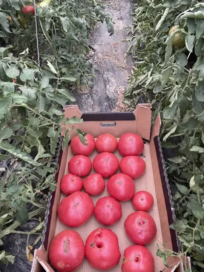 Зеленчукова Градина