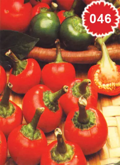 Motika