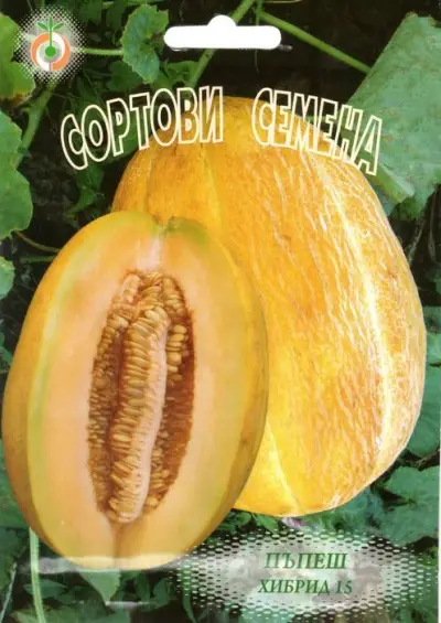 Motika