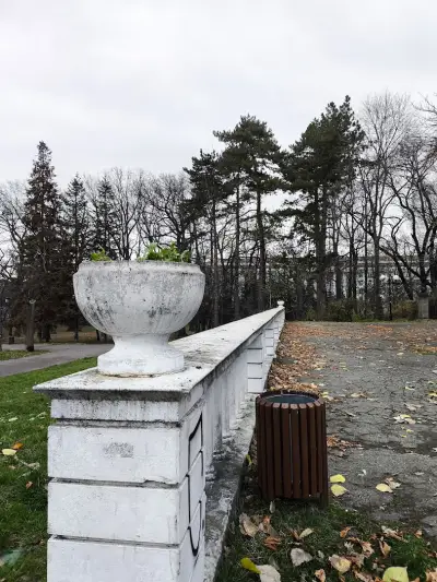 Дъновисткото дърво