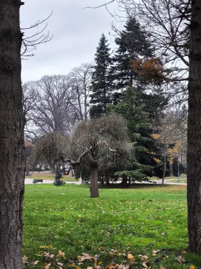 Дъновисткото дърво