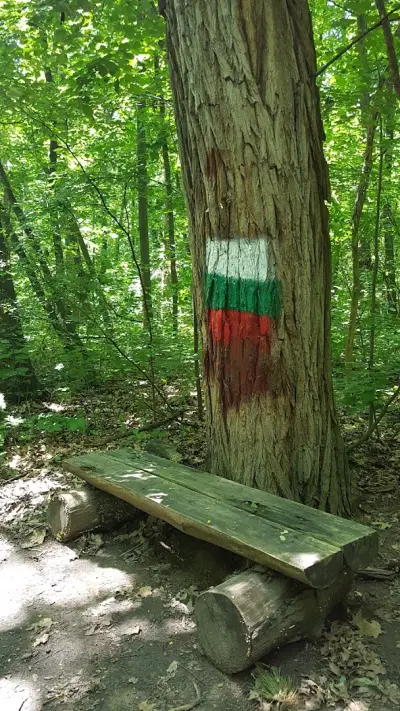 Дъновисткото дърво