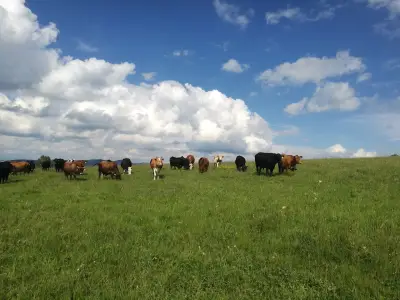 Фермата, село Железница