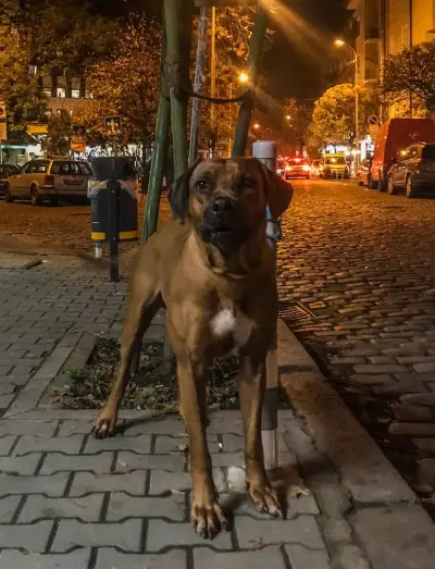 Стъклената спирка