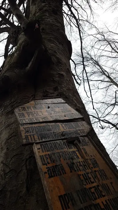 Вековен Бук