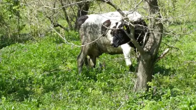 Стадион село Леденик