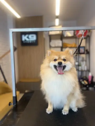 k9 pawfect care studio