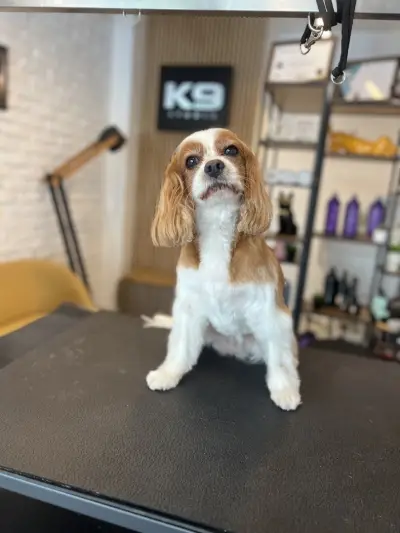k9 pawfect care studio