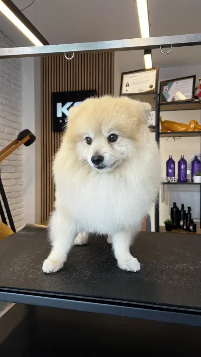 k9 pawfect care studio