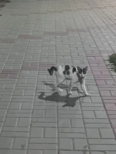 Дюнер и бургер