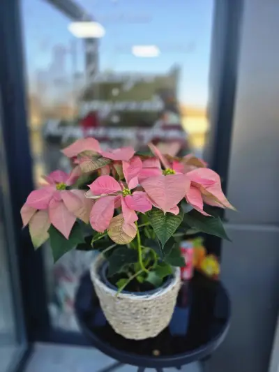 Магазин за цветя Sunny flowers