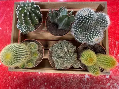 Магазин за цветя - CactusBloom