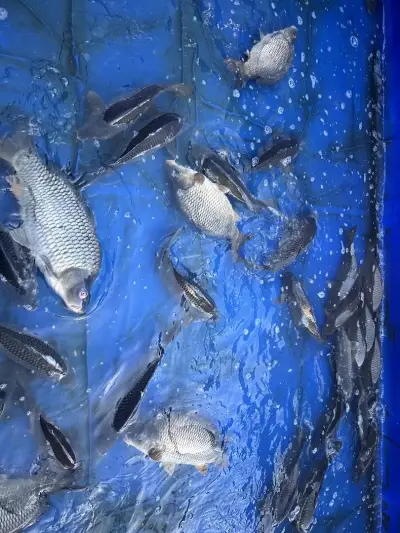 Рибна борса “Royal Fish”