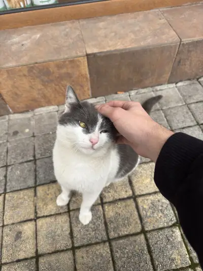 Готина котка