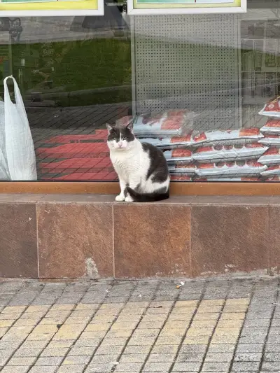Готина котка