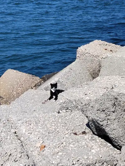 Cat Pier