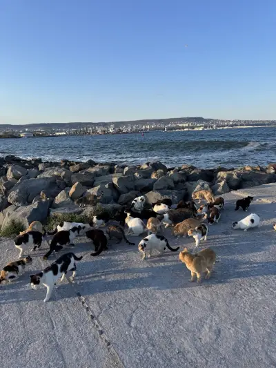 Cat Pier
