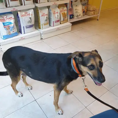 Veterinary clinic Dreamvet