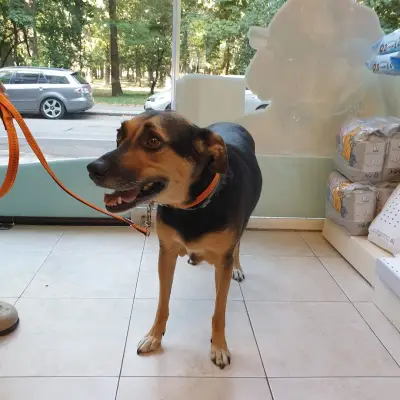 Veterinary clinic Dreamvet