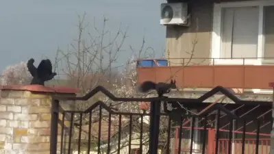 Церковь святого пророка Божия Илии / Православна църква на Свети Пророк Илия»