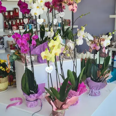 Flowers boutique MIA