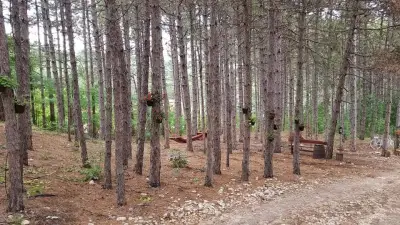 Forest House