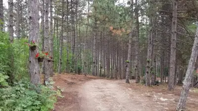 Forest House