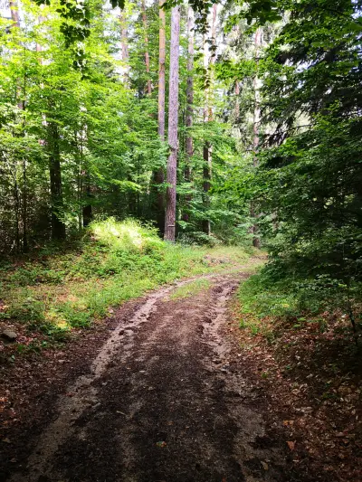 Forrest trail tracking