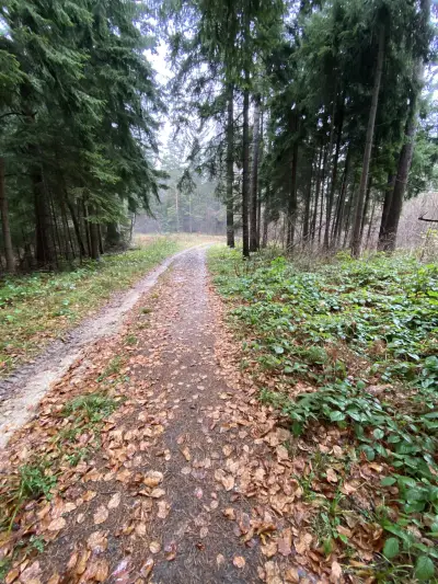 Forrest trail tracking