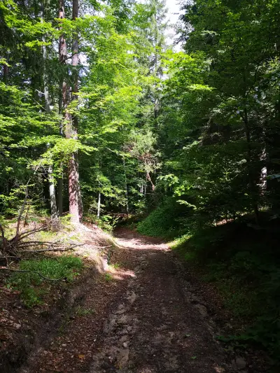 Forrest trail tracking