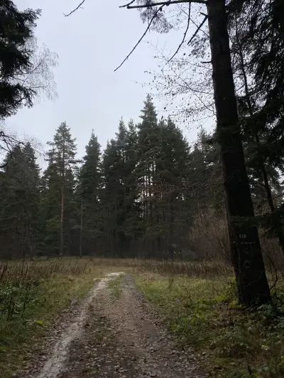 Forrest trail tracking