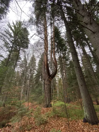 Forrest trail tracking