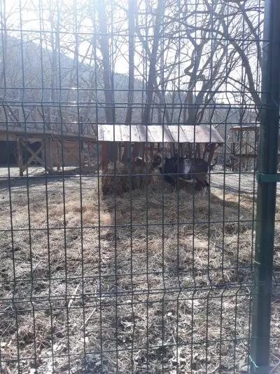Общински бутиков ЗООКЪТ "Св. Димитър"