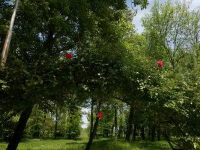 Градински фигури