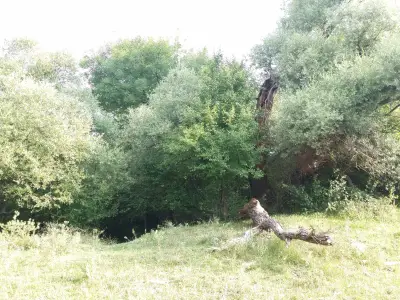 Втора поляна