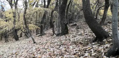 Трета поляна